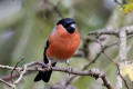 Bullfinch