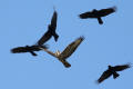 Buzzard and Crows