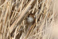 Cettis Warbler