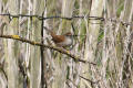 Cettis Warbler