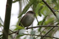 Cettis Warbler