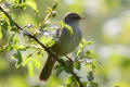 Cettis Warbler