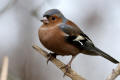 Chaffinch