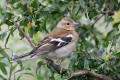 Chaffinch