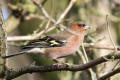 Chaffinch