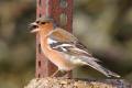 Chaffinch with sunflower seed