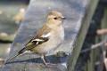 Female Chaffinch