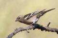 Female Chaffinch