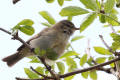 Chiffchaff