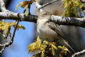 Chiffchaff
