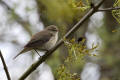 Chiffchaff