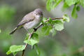 Chiffchaff