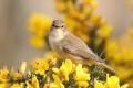 Chiffchaff