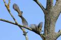 Chiffchaff pair in flight