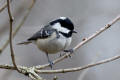 Coal Tit