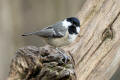 Coal Tit