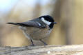 Coal Tit