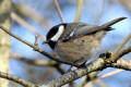 Coal Tit