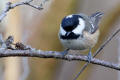 Coal Tit