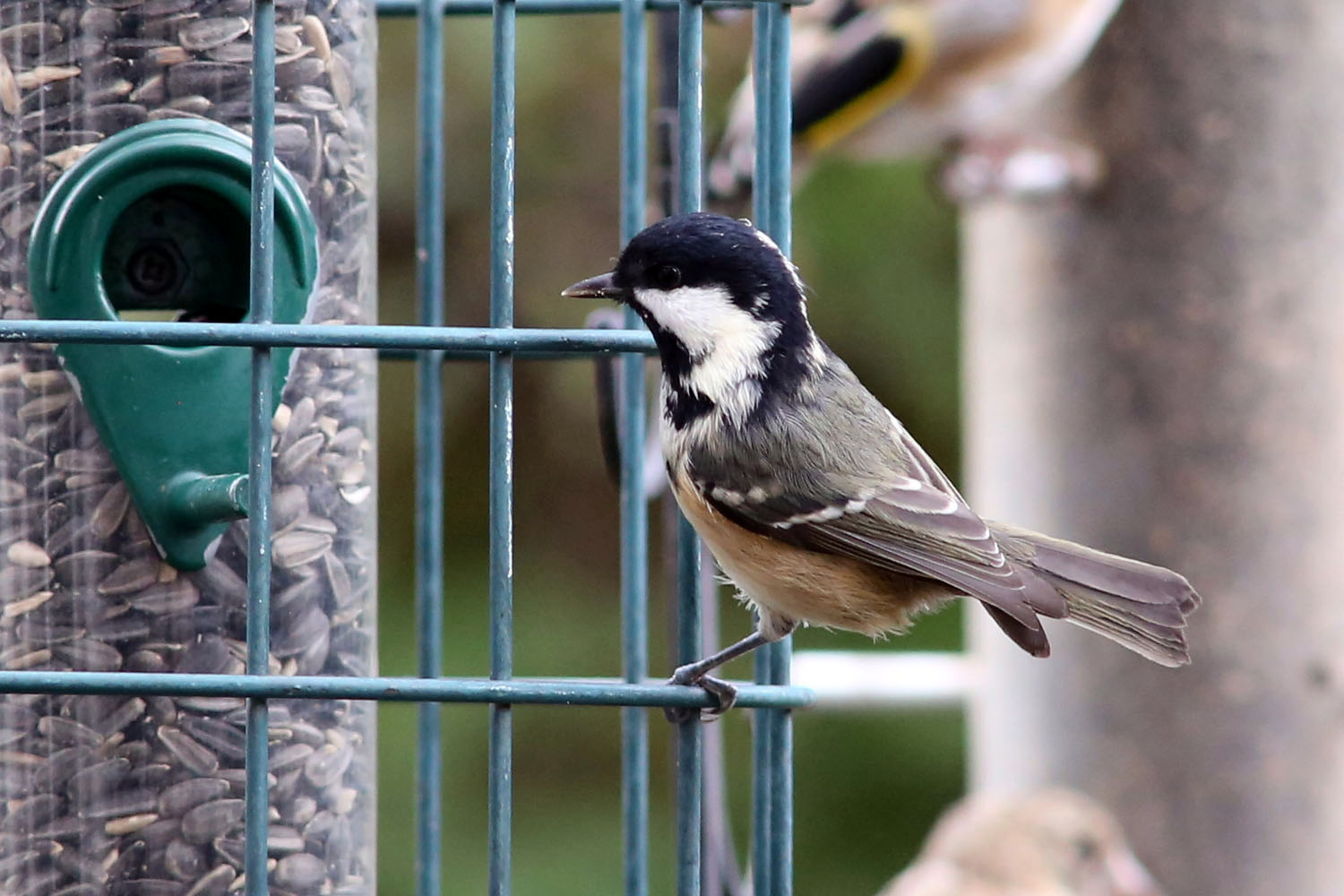 Sunflower seed feeder