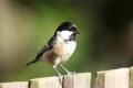 Coal Tit on fence