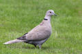 Collared Dove