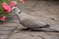 Collared Dove on patio