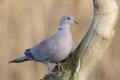 Collared Dove