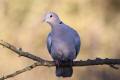 Collared Dove