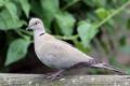 Collared Dove