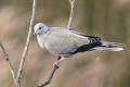 Collared Dove