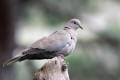 Collared Dove