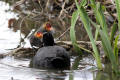 Coot with young