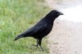 Carrion Crow