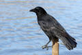 Crow