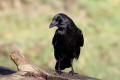 Carrion Crow