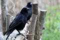 Carrion Crow