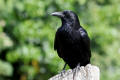Carrion Crow