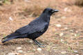 Carrion Crow