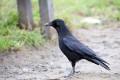 Carrion Crow