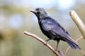 Carrion Crow