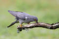 Cuckoo