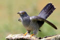 Cuckoo