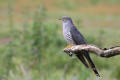 Cuckoo