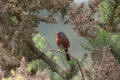 Dartford Warbler