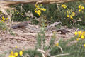 Dartford Warbler