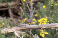 Dartford Warbler