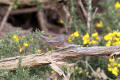 Dartford Warbler