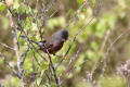 Dartford Warbler