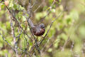 Dartford Warbler